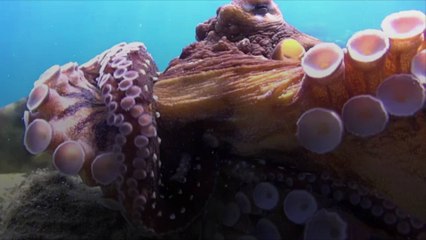 Scientists Unraveling the Mystery of How Octopuses Edit Their Genetic Material