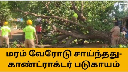 தென்காசி: சாலையில் வோரோடு சாய்ந்த பழமை வாய்ந்த மரம்