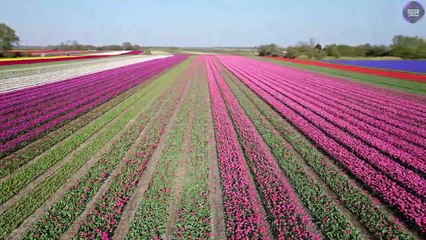 FLYING OVER NETHERLANDS BEAUTY-Relaxing Music Eye Catching Beautiful Nature Video