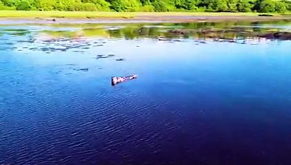 'Grey Seals in the Foyle' by Alex Duffy
