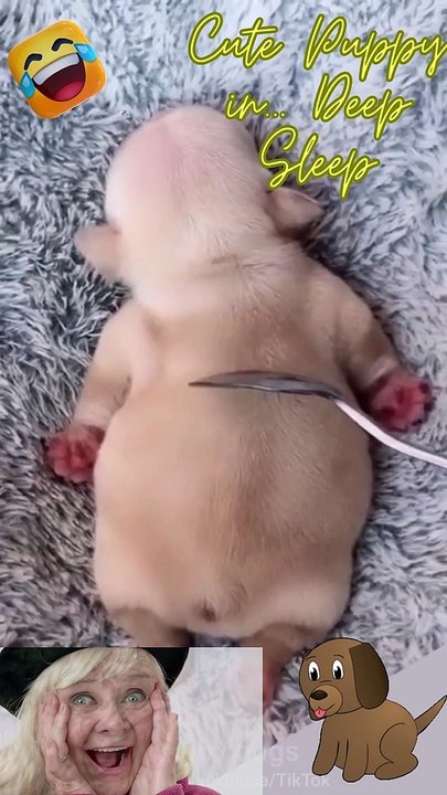  Cute Puppy In Deep Sleep 
