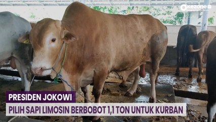 Presiden Jokowi Pilih Sapi Limosin Berbobot 1,1 Ton Untuk Kurban di Bangka Belitung
