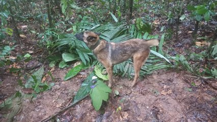 Se perdió Wilson, el perro que acompañaba la búsqueda de los cuatro niños desaparecidos en la selva de Colombia