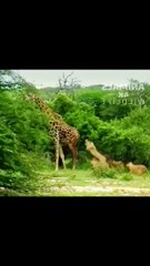 Giraffe and lion animal funny video#
