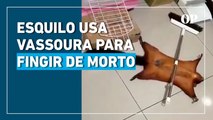 Esquilo usa vassoura para encenar a própria morte; veja