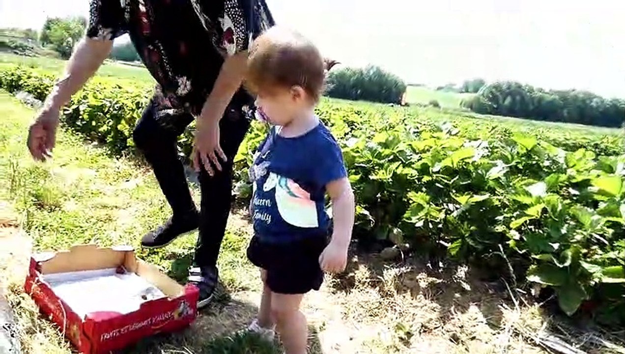 Eckwersheim Au Jardin des 4 Saisons Cueillette de Fraises avec Lya