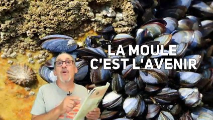 La moule sauvera t-elle nos océans