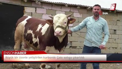 Büyük bir özenle yetiştirilen kurbanlık Çalo satışa çıkartıldı