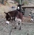 Donkeys jump
