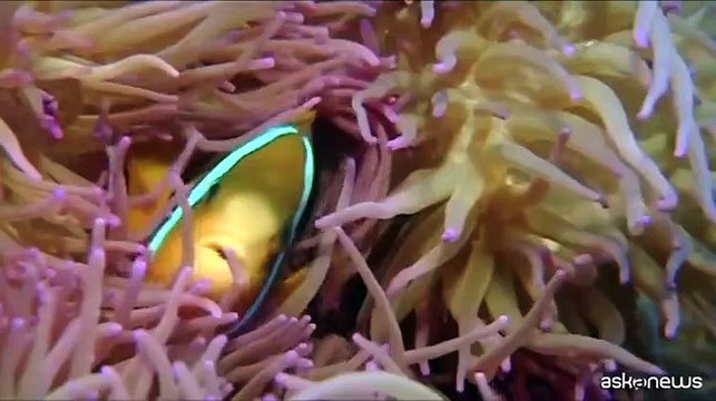 Sharm el Sheik, Nicolaus punta al raddoppio presenze nei resort