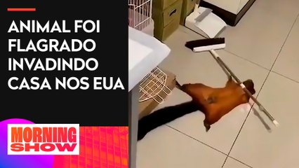 Esquilo se finge de morto em tentativa de escapar e viraliza nas redes