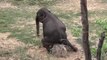 Adorable Baby Elephant Scratches BUTT on a Rock!