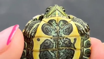 Have you EVER seen a Turtle This Small?!