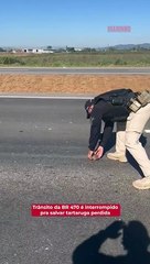 Trânsito da BR 470 é interrompido pra salvar tartaruga perdida 