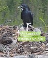 Un corbeau s’attaque sauvagement à un nid de balbuzards pêcheur en Finlande !