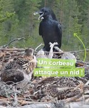 Un corbeau s’attaque sauvagement à un nid de balbuzards pêcheur en Finlande !