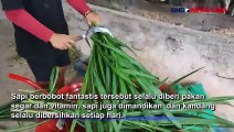 Sapi Limosin Berbobot 1,1 Ton Dipilih Presiden Jokowi Pilih untuk Kurban di Bangka Belitung