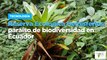Reserva Ecológica Hemisferios: paraíso de biodiversidad en Ecuador