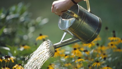Your Season-by-Season Guide to Watering Your Garden Effectively