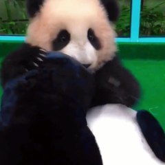 Panda Nuan Nuan In The House