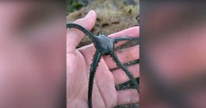 Hombre comparte imágenes de extrañas criaturas que encontró en la playa