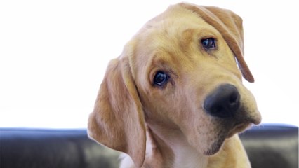Anger as a nearly bald traumatised dog was 'discarded' by an ‘isolated’ quarry