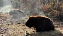 Netflix star David Oakes visits Canterbury's wild bison