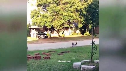 Don't Laugh     | Try Not To Laugh Challenge!  Funniest Fails Video In The World