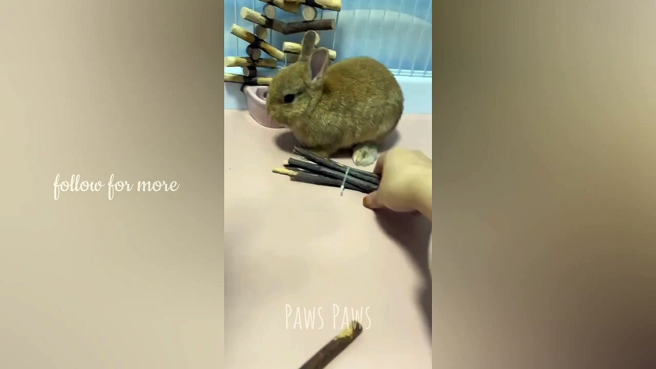 Rabbit: I'm angry don't joke