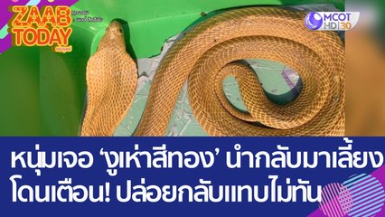 หนุ่มเจอ 'งูเห่าสีทอง' นำกลับมาเลี้ยง โดนเตือน! ปล่อยกลับแทบไม่ทัน (16 ม.ค. 66) แซ่บทูเดย์