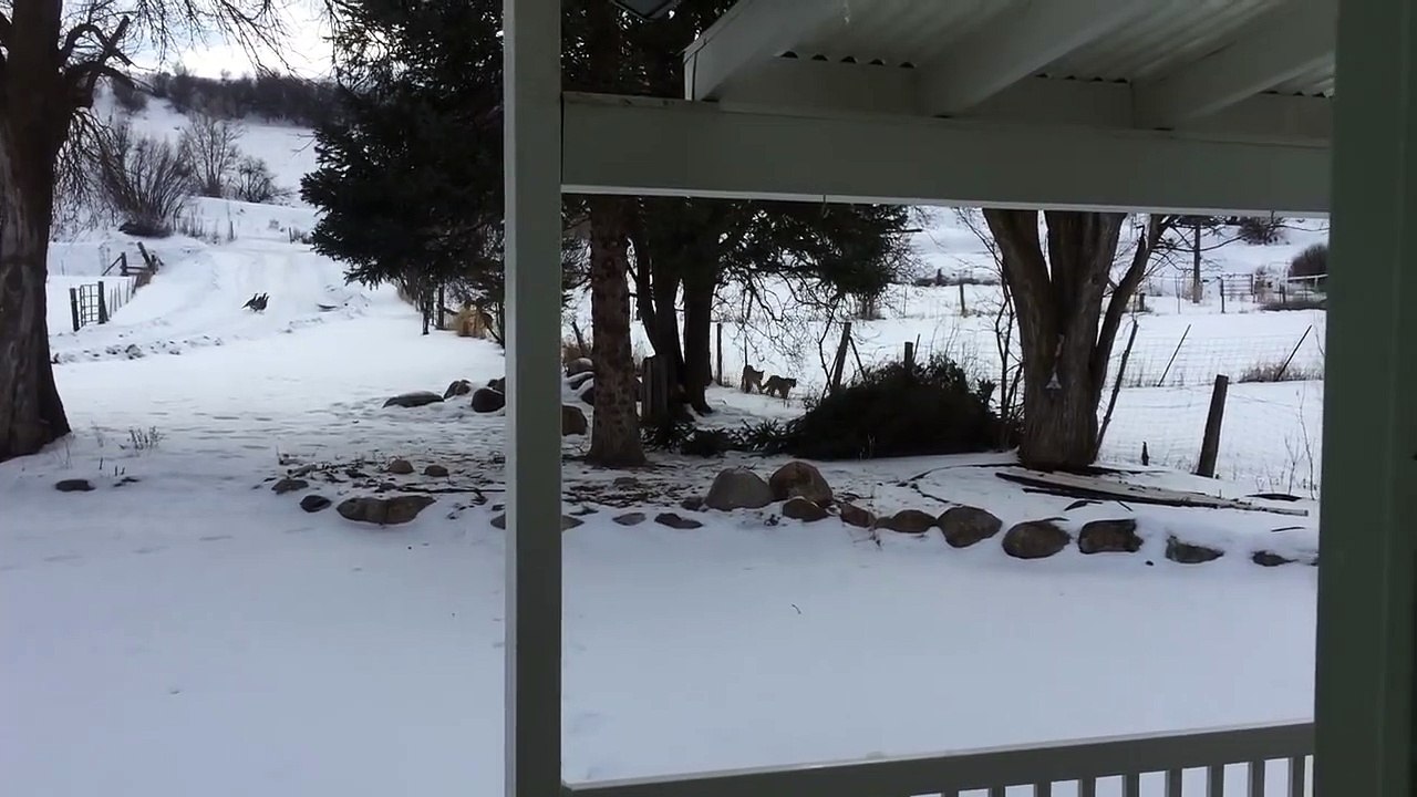 Three Mountain lions walk up to our front door.