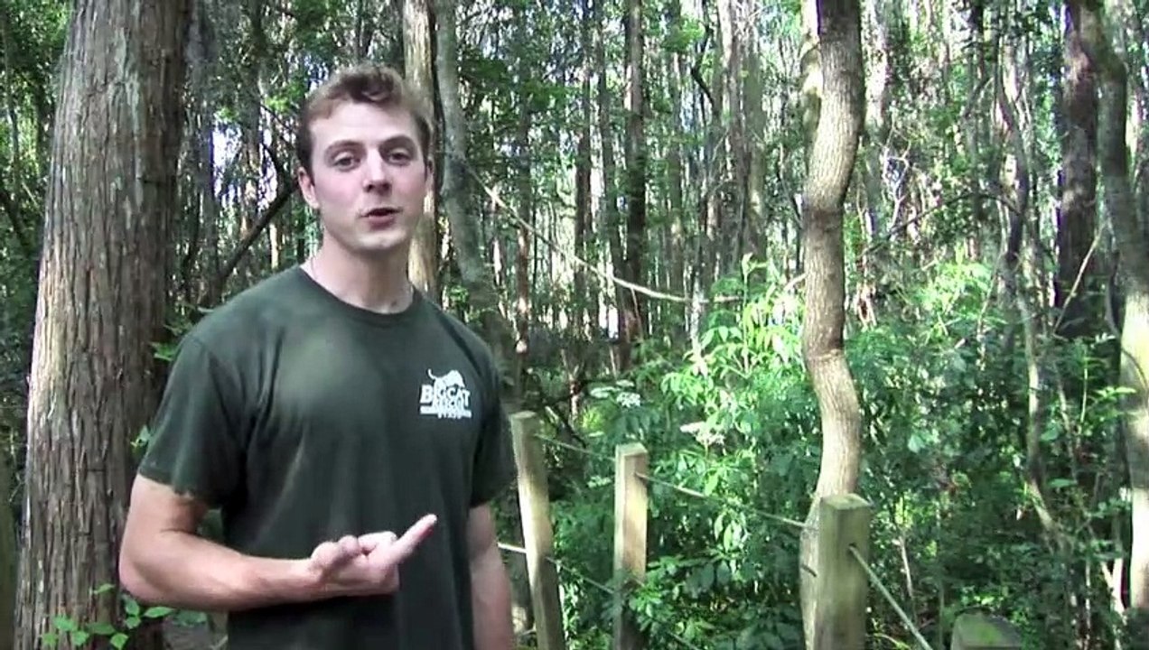 BOB CAT KITTENS adopted by house cat!