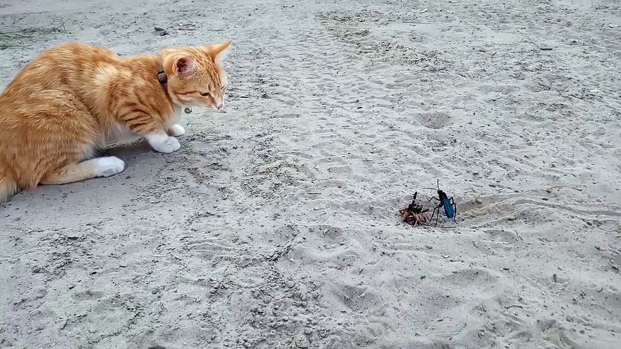 Cat vs giant wasp in Africa.