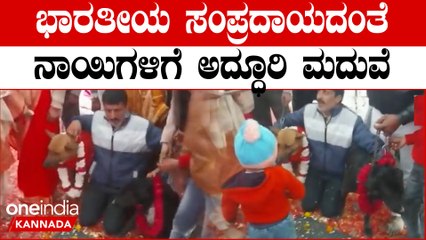 ದಾಂಪತ್ಯ ಜೀವನಕ್ಕೆ ಕಾಲಿಟ್ಟ ಟಾಮಿ & ಜೆಲ್ಲಿ; ನಾಯಿಗಳಿಗೂ ಬಂತು ಅದ್ಧೂರಿ ಶಾದಿ ಭಾಗ್ಯ | Oneindia Kannada