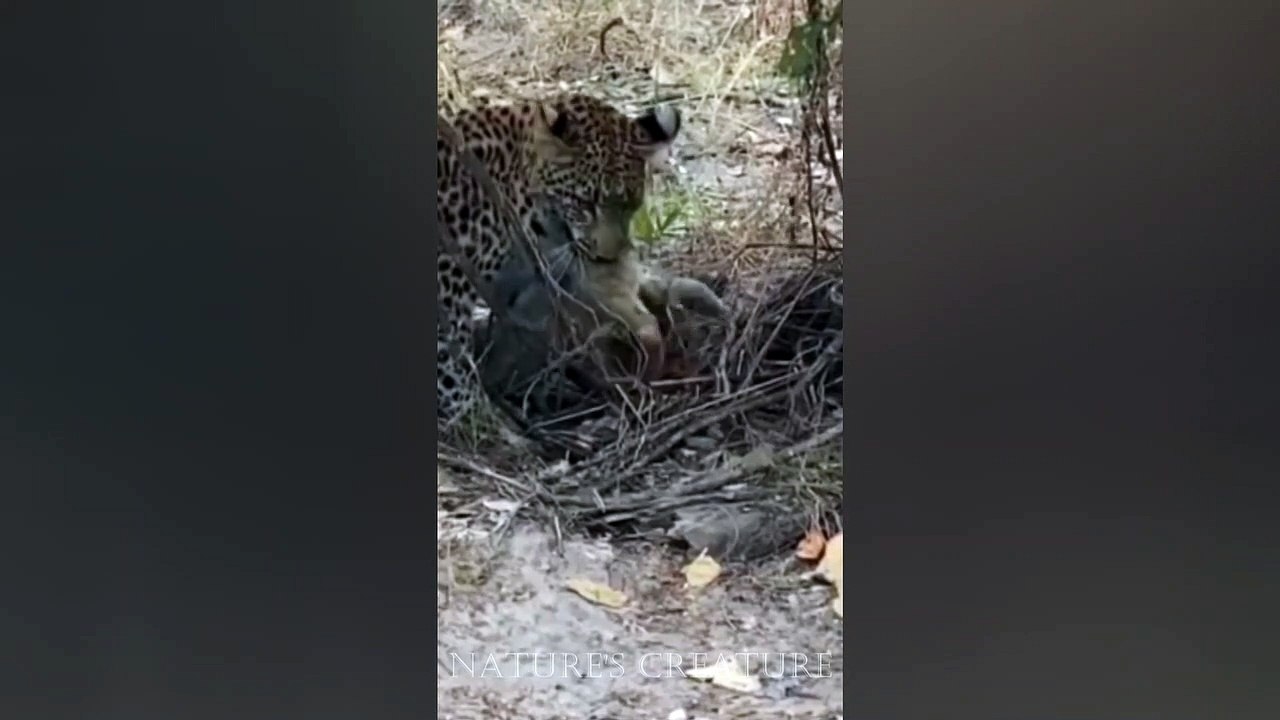 Leopard takes on an African wild cat