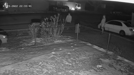 Deer Runs into my Son in the Driveway