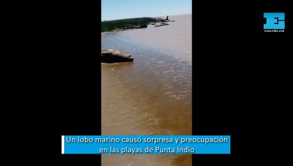 Un lobo marino causó sorpresa y preocupación en las playas de Punta Indio