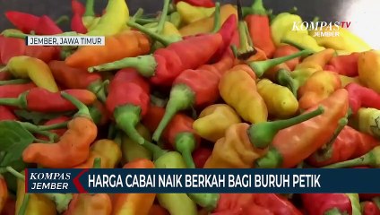 Harga Cabai Naik, Upah Buruh Petik Ikut Naik