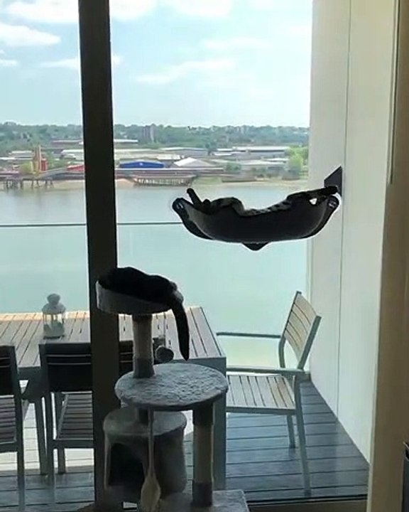 Crazy Cats Series pt. 3