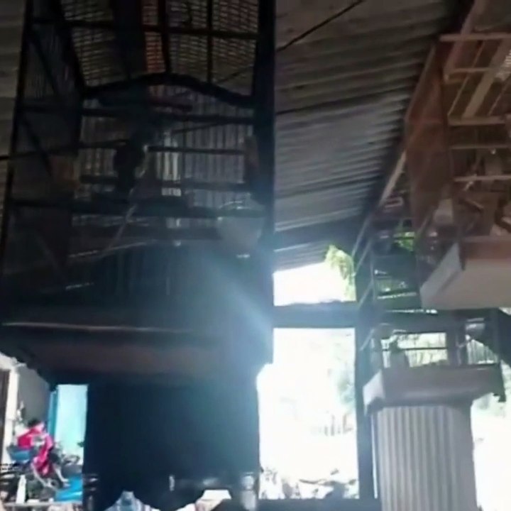 collection  bird 1