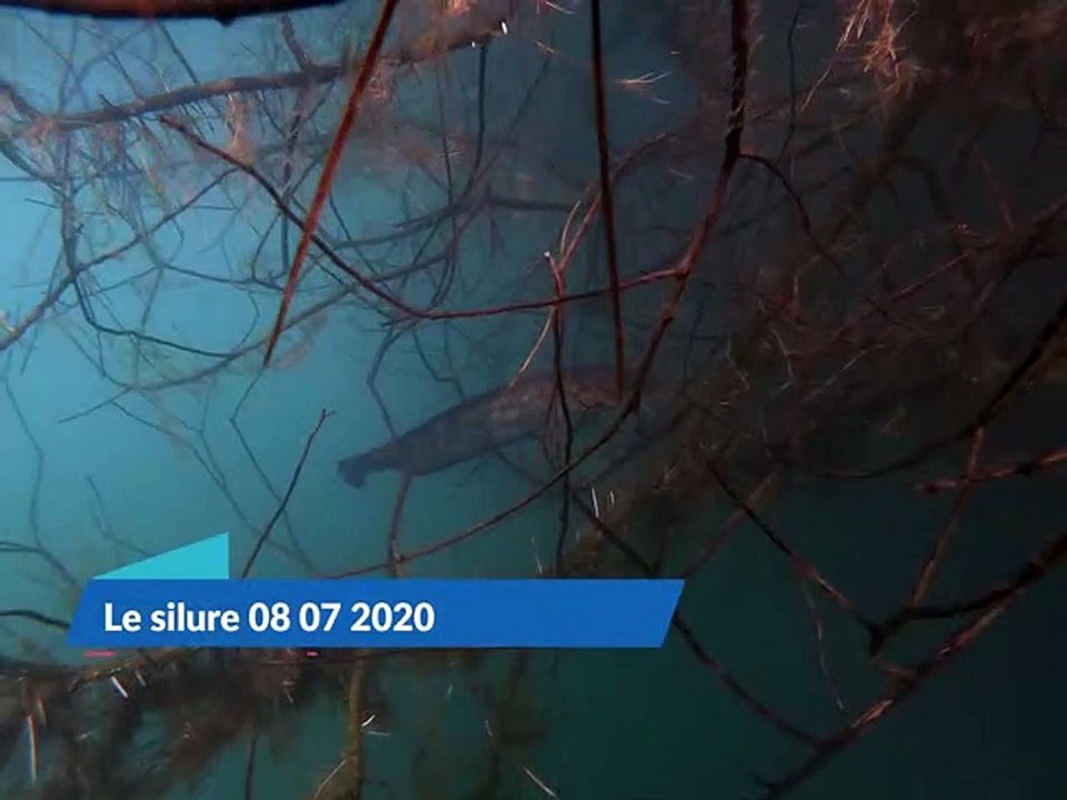 Les silures 08 07 2020