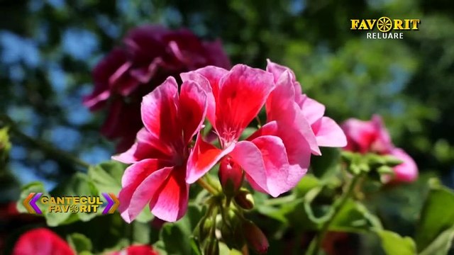 Mariana Musa Trascau - Si-asa-mi vine uneori (Cantecul favorit - Favorit TV - 30.07.2022)