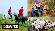 Distressing footage appears to show moment pack of hounds killed fox in what would be an illegal hunt