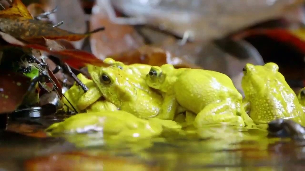 Wild Monsoon - Se1 - Ep02 - After the Fall HD Watch