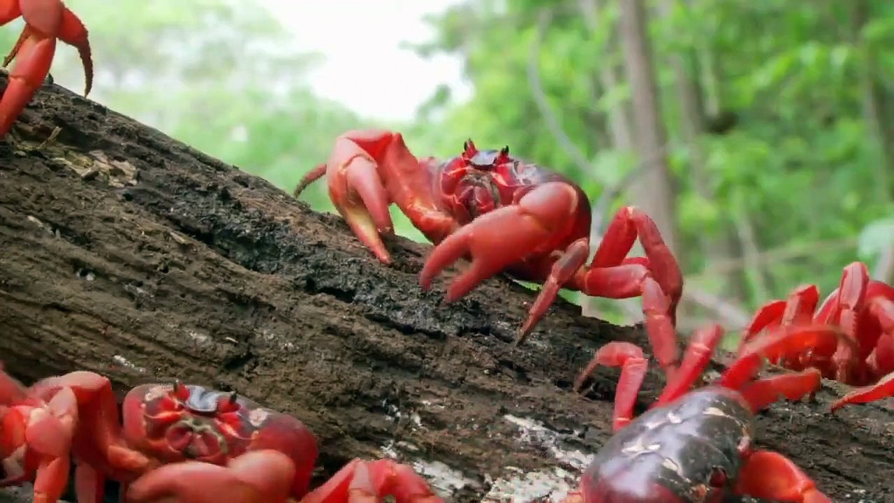 Wild Monsoon - Se1 - Ep01 - Waiting for the Rains HD Watch