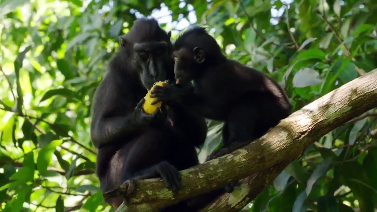 Wild Monsoon - Se1 - Ep04 - Creatures of the Storm HD Watch