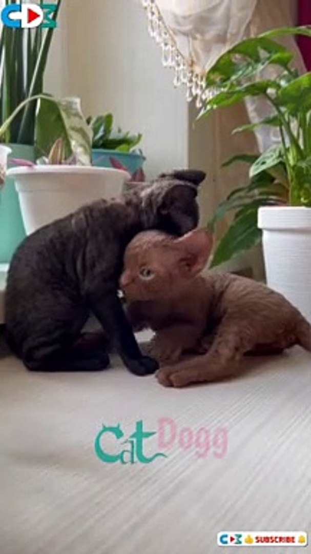 ⁣Cute Kittens Play Fighting, Cute Kittens, Kitten