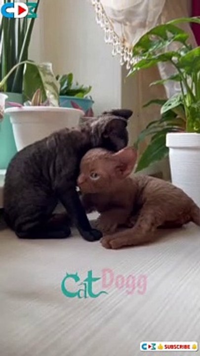 Cute Kittens Play Fighting, Cute Kittens, Kitten