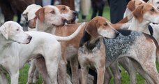 Sarthe : lors d'une chasse à courre, une meute de chiens pénètre dans un jardin privé et tue une chienne