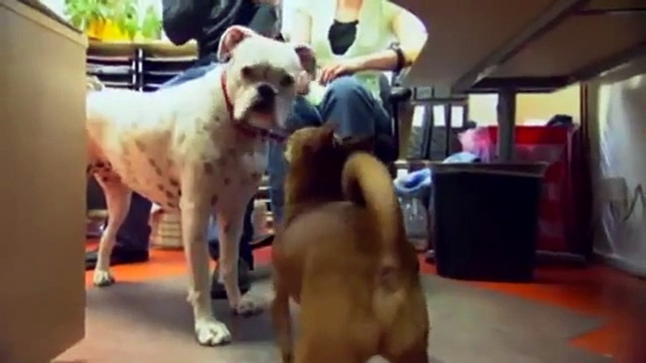 Dog Whisperer with Cesar Millan - Se3 - Ep09 HD Watch